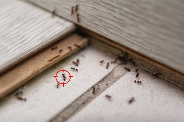 Spider Control Near Me in Wayne, IL