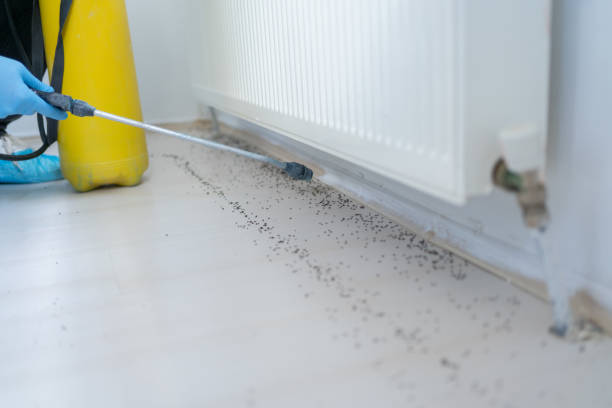 Best Affordable Pest Control Services  in Wayne, IL