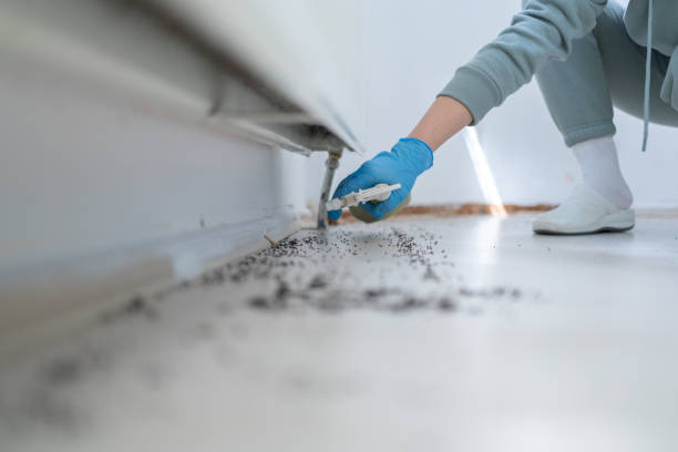 Best Wasp Removal Services  in Wayne, IL
